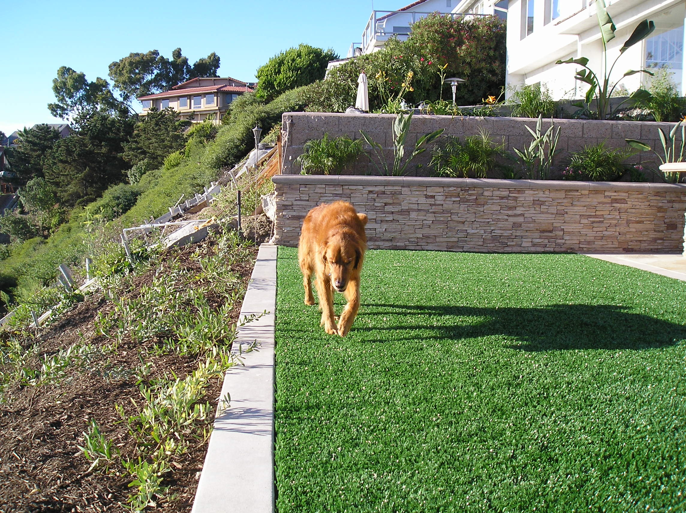 Pet Turf fake grass for dogs,artificial grass for dogs,artificial turf for dogs,best grass for dogs,grass for dogs,foreverlawn,forever lawn,artificial lawn cost,astroturf lawn,fake lawn grass,grass looking rug,real looking fake grass,real looking artificial grass,fake grass for dogs,artificial grass for dogs,artificial turf for dogs,best grass for dogs,grass for dogs