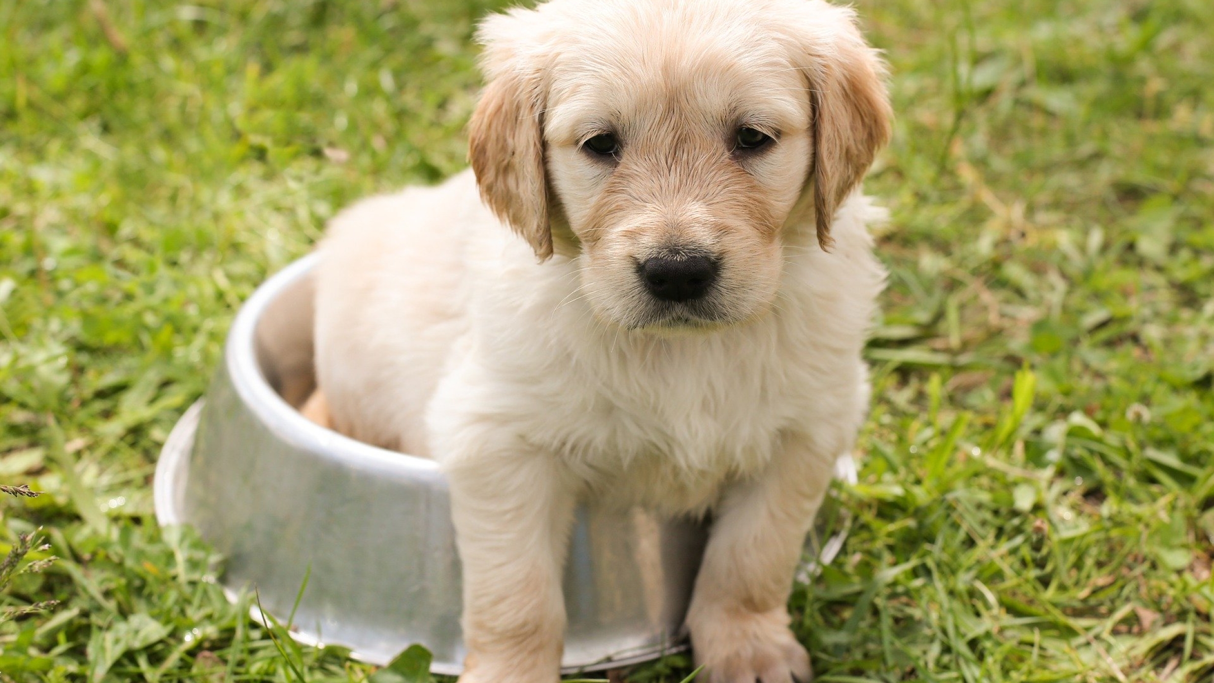 Puppy dog peeing grass