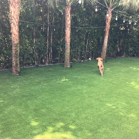 Star Grass-35 artificial grass cost,fake grass for dogs,artificial grass for dogs,home depot artificial grass,artifical grass,synthetic grass for dogs,synthetic grass reviews,how much is synthetic grass,synthetic turf reviews,lowes synthetic grass,artificial grass cost,fake grass for dogs,artificial grass for dogs,home depot artificial grass,artifical grass,artificial turf for dogs,pet turf,dog tu