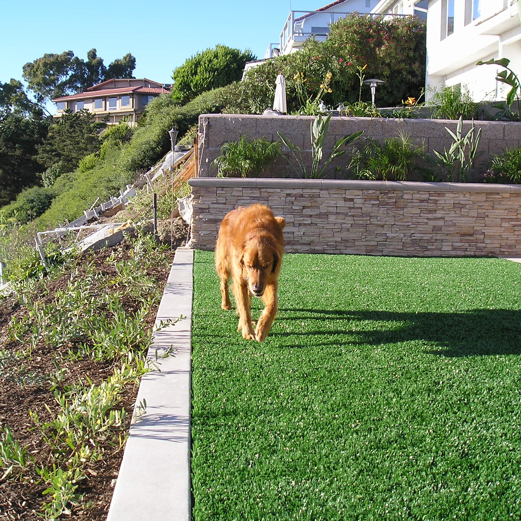 Pet Turf fake grass for dogs,artificial grass for dogs,artificial turf for dogs,best grass for dogs,grass for dogs,foreverlawn,forever lawn,artificial lawn cost,astroturf lawn,fake lawn grass,grass looking rug,real looking fake grass,real looking artificial grass,fake grass for dogs,artificial grass for dogs,artificial turf for dogs,best grass for dogs,grass for dogs
