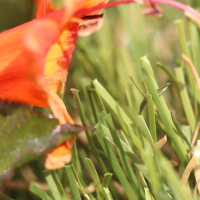 Synthetic Grass All Natural 75 with red flower and green leaf. Brown thatching. Field Green, Olive Green colors.