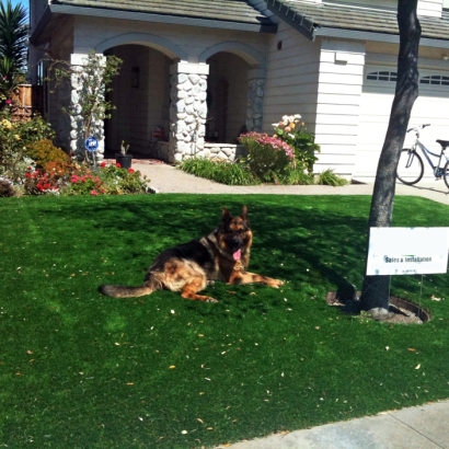 Dog laying synthetic lawn artificial grass front yard