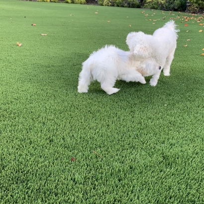 Two dogs playing on the synthetic lawn - Riviera Monterey-84 artificial grass
