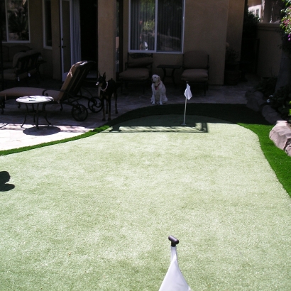Pro Putt-44 golf putting green backyard white dog