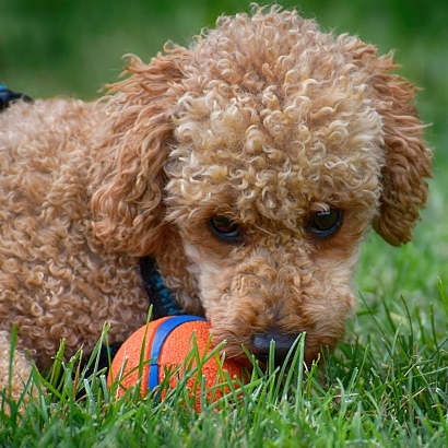 Artificial Grass for Dogs, dog with a ball