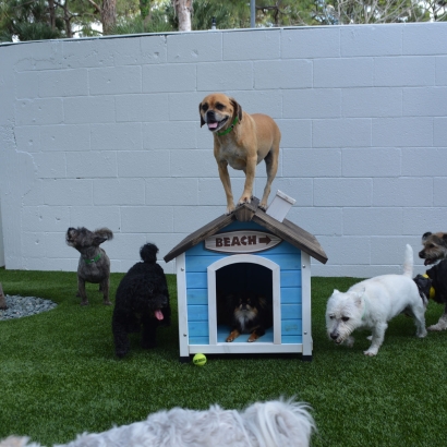 Hotel For Dogs with Artificial Grass for Dogs, Altadena, California