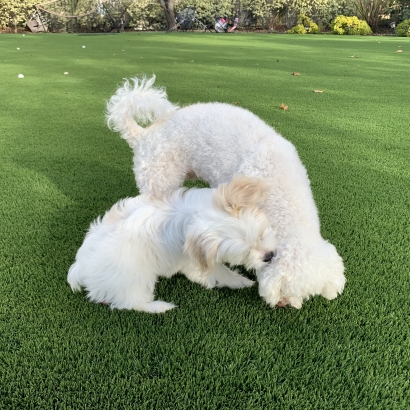 Riviera Monterey-84 fake grass for dogs,artificial grass for dogs,artificial turf for dogs,best grass for dogs,grass for dogs,grass like carpet,grass like rug,carpet like grass,cost of artificial grass installed,how much does it cost to install fake grass,cost of installing artificial grass,home depot artificial grass installation,fake grass installation cost,safe pet products,cost of artificial g