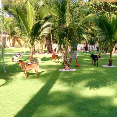 Dog Park, Artificial Grass for Dogs Laguna, California