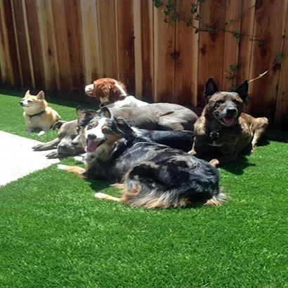 Synthetic Grass Installation In Memphis, Tennessee