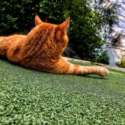 Yellow cat enjoying artificial grass putting greens