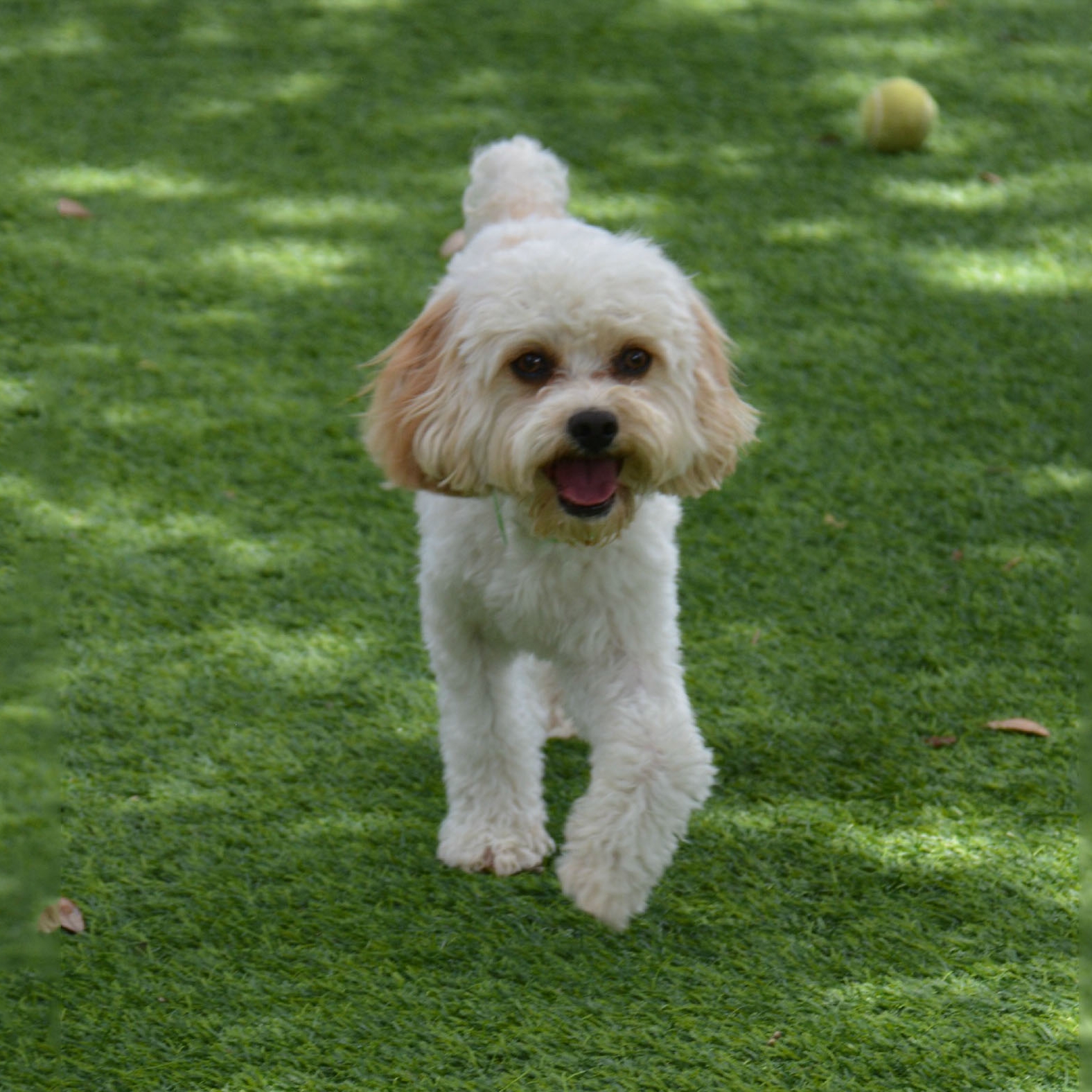 Artificial Grass for Dogs Hemet, California