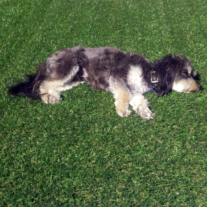 dog laying on grass synthetic turf lawn landscape pets black white dog relax sleep enjoy love grass