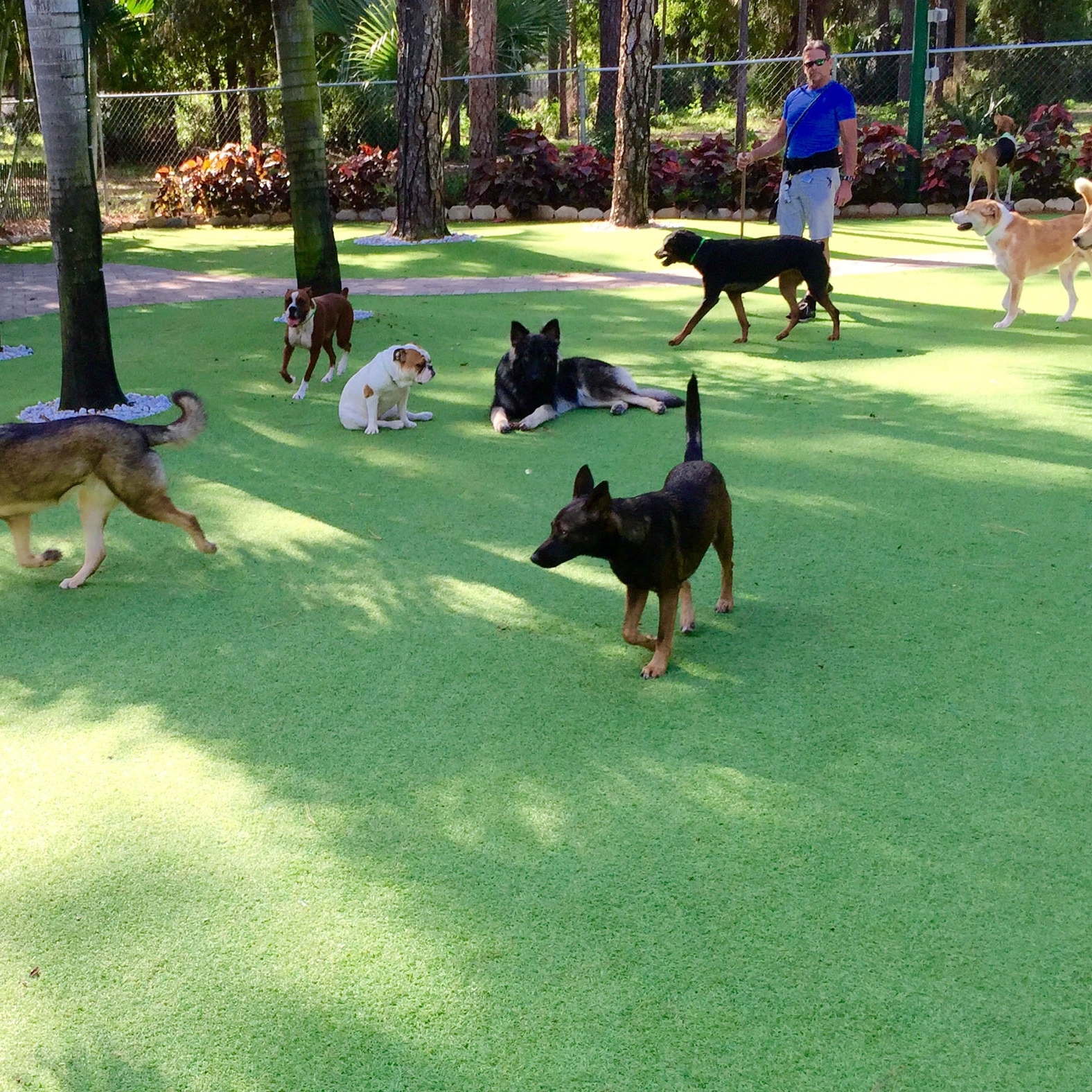 Fake Grass For Dogs, Artificial Grass Huntington Park, California