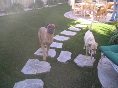 Pet Turf fake grass for dogs,artificial grass for dogs,artificial turf for dogs,best grass for dogs,grass for dogs,artificial turf backyard,backyard pets,astroturf yard,backyard artificial grass,astro turf yard cost,where to buy fake grass,where to buy artificial turf,where can i buy fake grass,where can i buy artificial grass,where can i buy astro turf,home depot artificial grass installation,art