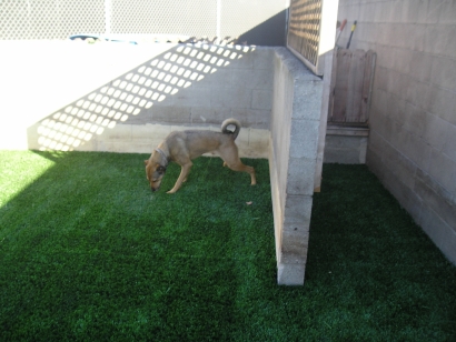 Pet Turf best grass for dogs,best artificial turf,best artificial grass for dogs,best artificial turf for dogs,best artificial grass review,artificial grass cost,fake grass for dogs,artificial grass for dogs,home depot artificial grass,artifical grass,foreverlawn,forever lawn,foreverlawn cost,forever grass,foreverlawn.com,home depot artificial grass,home depot grass carpet,home depot turf grass,tu