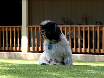 Small white black puppy dog with a tag sitting on synthetic lawn patio deck.