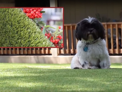 Dog on synthetic grass