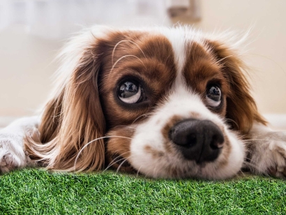 Artificial Grass for Dogs