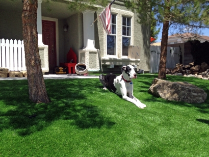 black white dog on artificial grass synthetic lawn front yard american flag green lawns trees