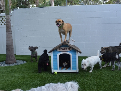 Hotel For Dogs with Artificial Grass for Dogs, Altadena, California