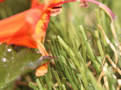 Synthetic Grass All Natural 75 with red flower and green leaf. Brown thatching. Field Green, Olive Green colors.