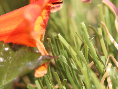 Synthetic Grass product close-up All Natural 75, red flower, green leaf. Field Green, Olive Green colors.