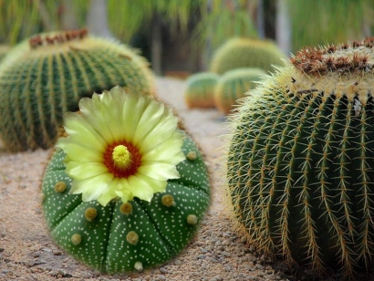 Cactus for desert landscaping gardening with yellow flower