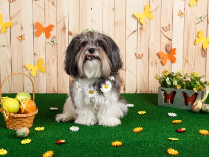 dog on artificial grass, small dog, cute dog