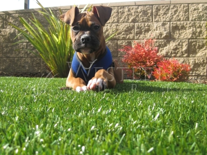 Dog laying on synthetic lawn