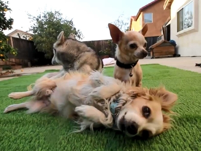 three dogs on artificial grass, synthetic turf backyard