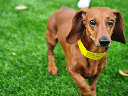 Fake Grass for Dogs Mountain View, California