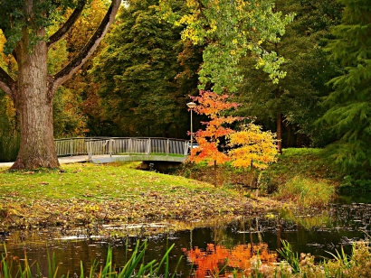 Park with a pond and large tree in the fall, yellow, red leaves