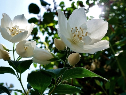 Jasmine white flower