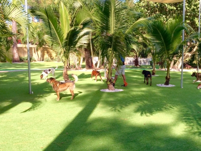 Dog Park, Artificial Grass for Dogs Laguna, California