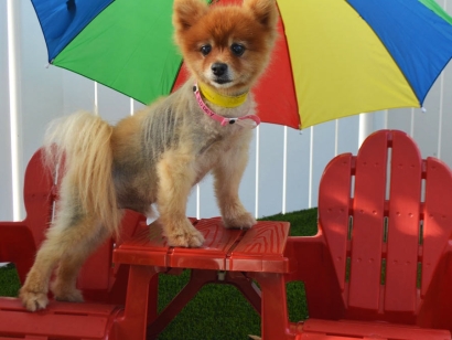 Artificial grass for pets dogs umbrella red chairs