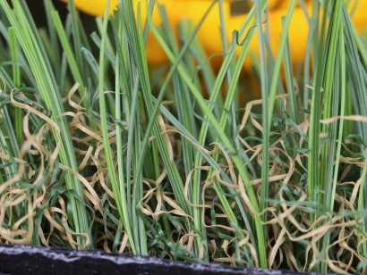 Riviera Monterey Artificial Grass