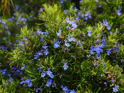 Rosemary blue flowers plant garden