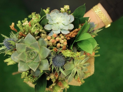 Succulent Garden - Anti-Anxiety Geometric Patterns