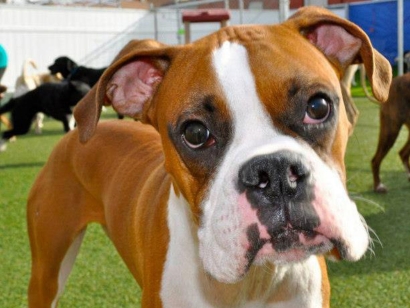 Artificial Grass for Dogs Pet Turf, dog on green grass.