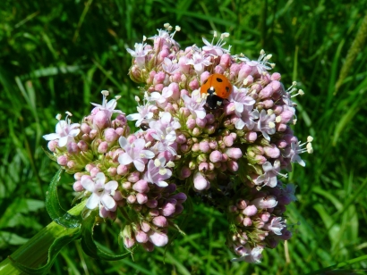 Valerian Flower Plant