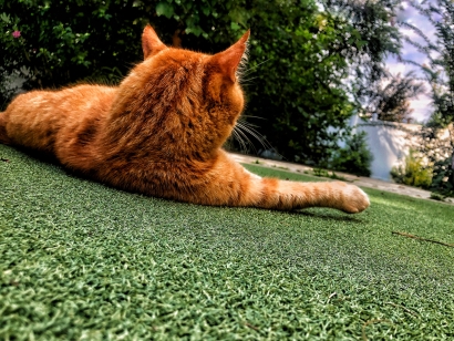 Yellow cat enjoying artificial grass putting greens