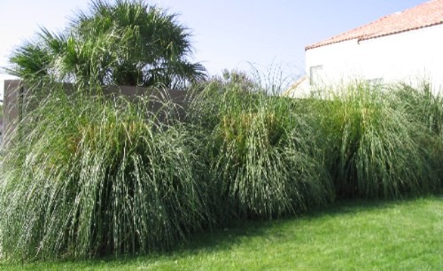 Desert Ornamental Grasses Zebra grass, Buffalo grass, and Maiden grass Desert Ornamental Grasses Zebra grass, Buffalo grass, and Maiden grass