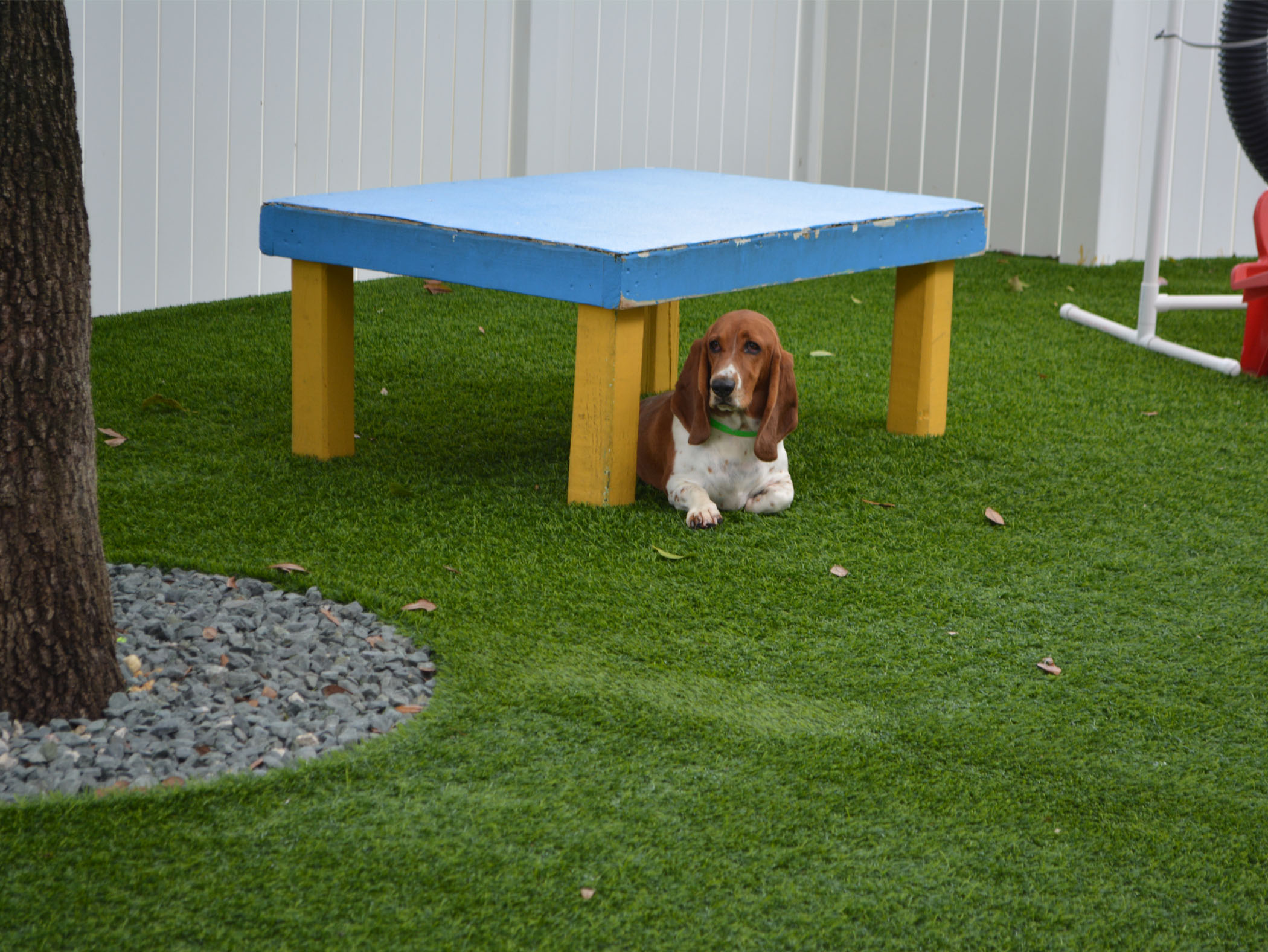 turf grass for dogs dog parks with artificial grass for dogs antelope california fake turf doggy antelope turf grass for dogs dog parks with artificial grass for dogs antelope california fake turf doggy antelope