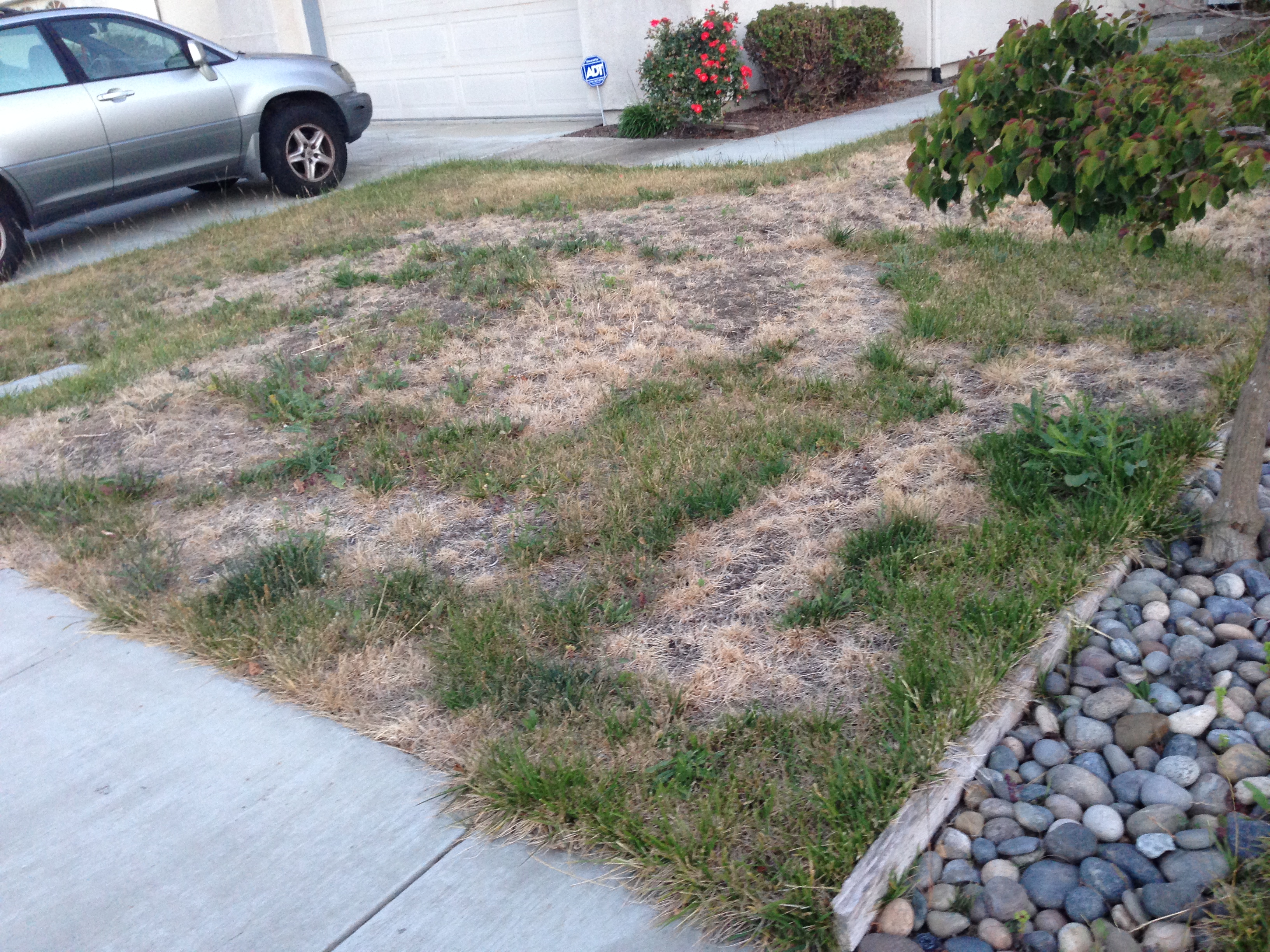 California drought. Brown bald lawn in Bay Area.