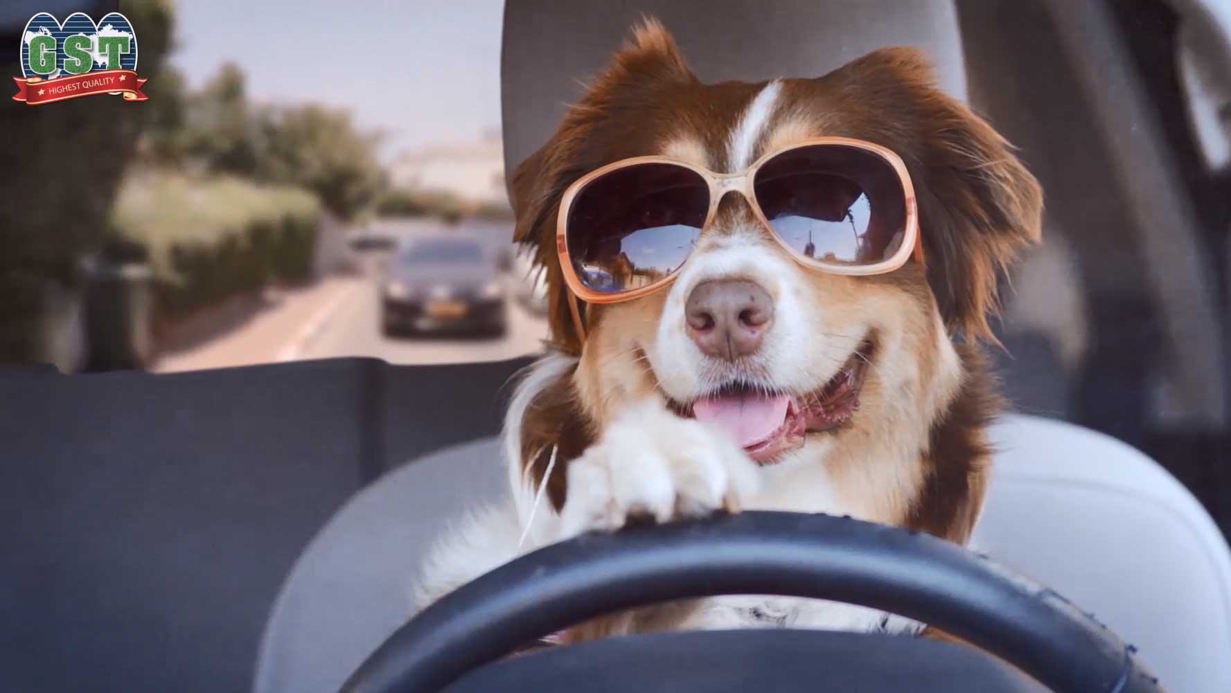 Dog in glasses drives a car