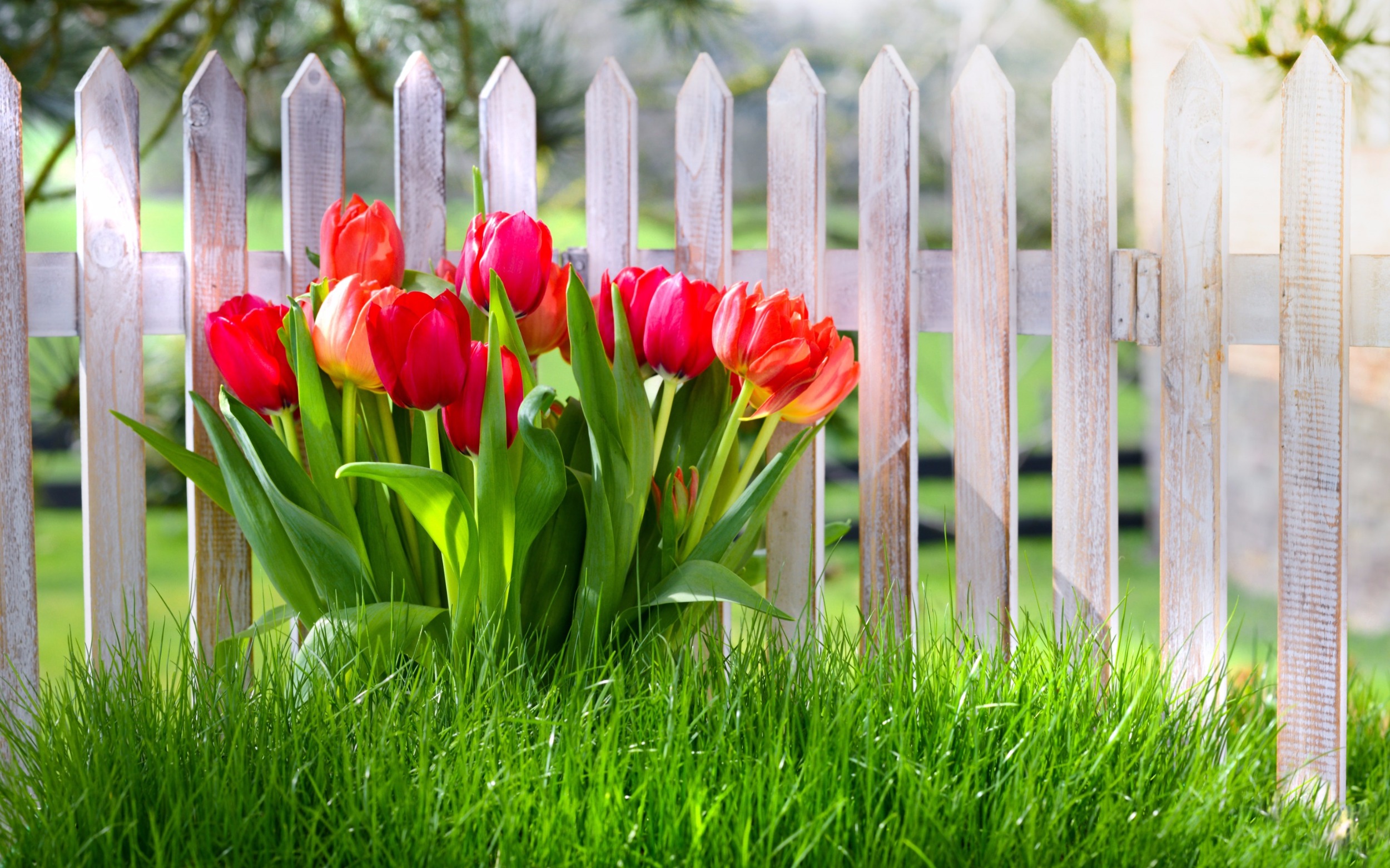 Save money water efficient landscaping, white fence, red tulips, green grass artificial turf Save money water efficient landscaping, white fence, red tulips, green grass artificial turf