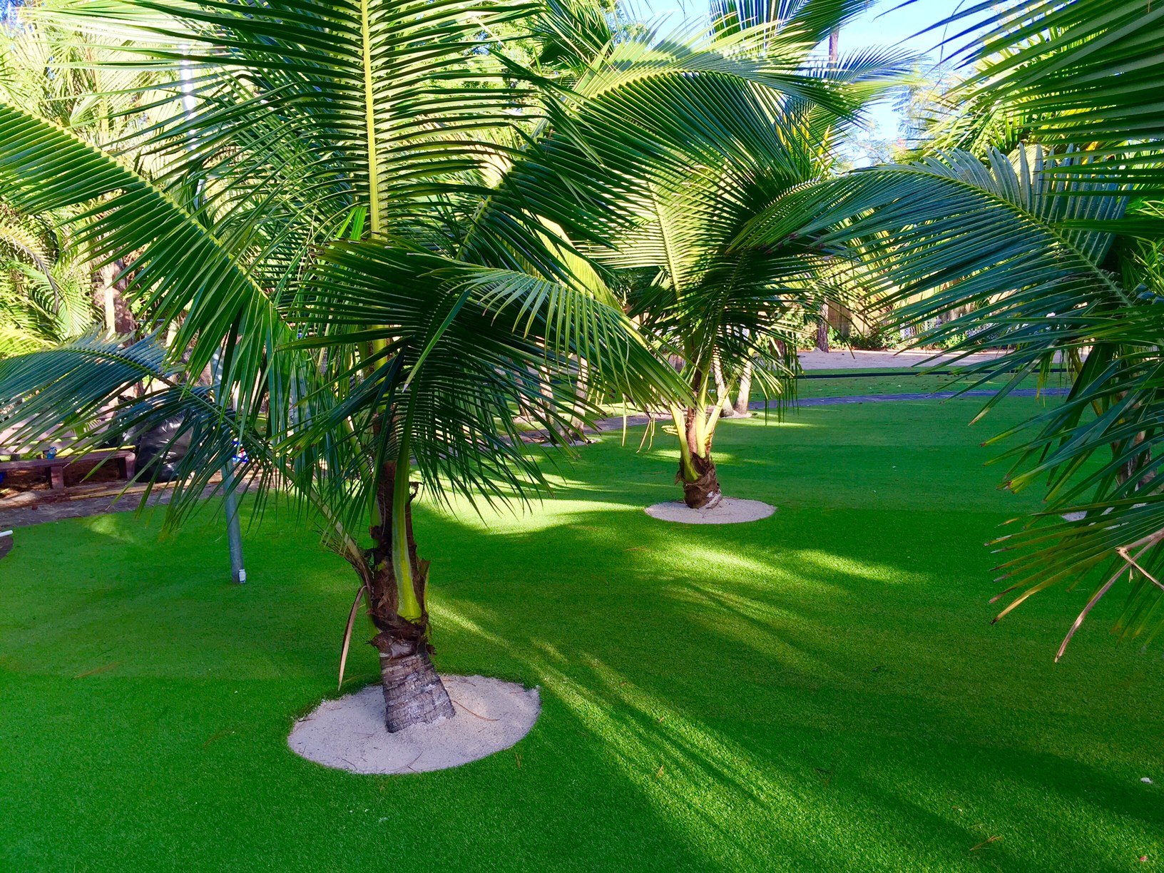 Synthetic lawn installation with palm trees backyard Florida.